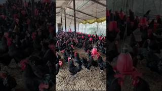 #viral // black astrolorp// kadaknath chicks available//अंडे देने की मशीन !!