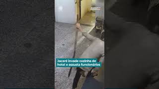 #QuaseMorri - Jacaré invade a cozinha de um hotel | #DomingoEspetacular #short