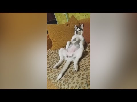 will-you-survive-these-funny-cat-and-dog-videos?---must-watch-if-you-want-a-good-laugh