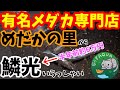 有名メダカ専門店めだかの里から鱗光と魔王が到着！屋外飼育ベアタンクで鱗光を大きく成長させてみせます！グリーンウォーター（青水）は成魚の成長を抑制する！？安らぎAQUAちゃんねる