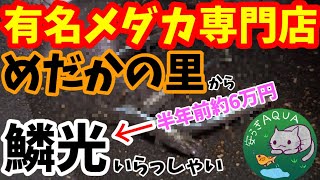 有名メダカ専門店めだかの里から鱗光と魔王が到着！屋外飼育ベアタンクで鱗光を大きく成長させてみせます！グリーンウォーター（青水）は成魚の成長を抑制する！？安らぎAQUAちゃんねる