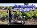 Как легко выкопать саженцы винограда из школки