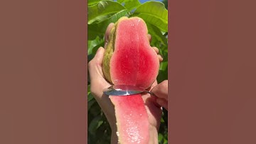 Enjoy beautiful natural real life 🥰🥰🥰 #fruit #farming #shorts