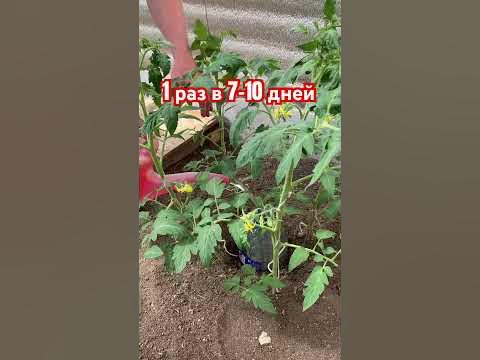 Подземный капельный полив. #огород #сад #дача #томаты} - YouTube