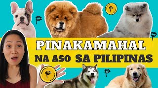 TOP 5 MOST EXPENSIVE DOG BREEDS IN THE PHILIPPINES | MUNTING KENNEL | TAGALOG by Munting Kennel 8,319 views 2 years ago 8 minutes, 37 seconds