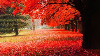 ''Beautiful Autumn'' 🍁 Relaxing Peaceful Music, Calm Music, Music Heals The Heart And Blood Vessels