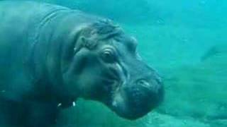 Swimming Hippo