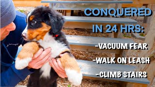 2 Month Old Berner Puppy Learns Fast!  B\/c No Distractions in the Woods? #188