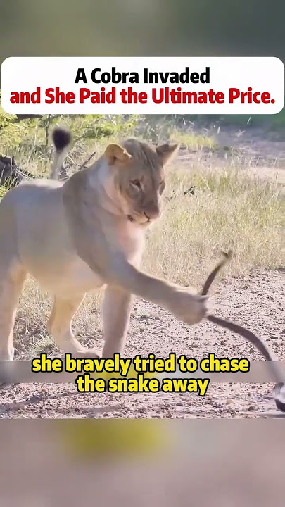 #animaltragedy #lionvsnake #braveinstinct #junglelife #naturalbalance #foryou #foryoupage #fyp
