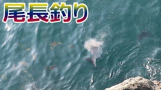 大分県米水津の沖黒島で尾長グレを狙う！