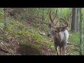 Summer Trail Cam Videos