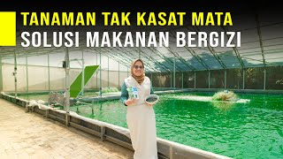 HEBAT! PETANI MILENIAL KEMBANGKAN TANAMAN SUPERFOOD UNTUK ATASI KRISIS PAGAN DAN PAKAN