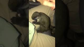 Renny The Monkey