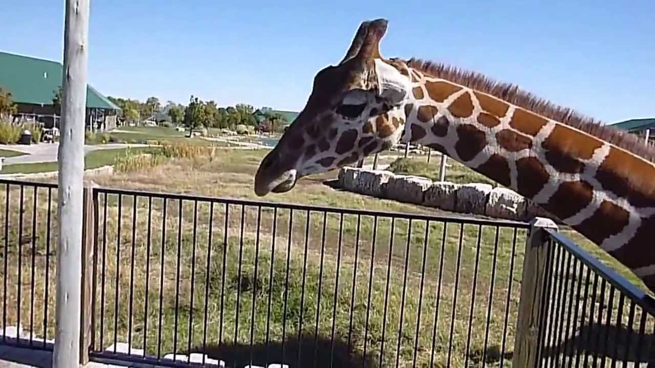 Feeding My Pet Giraffe - YouTube