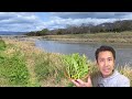 How to pick rape blossoms from the riverbanks and how to enjoy