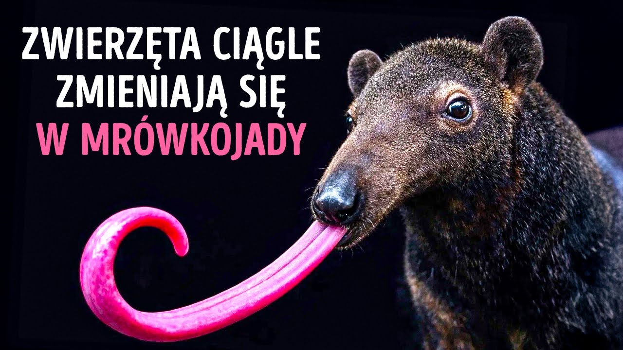 Dlaczego ssaki ciągle ewoluują w mrówkojady