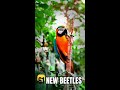 Scientists Just Found 61 New Beetle Species We Never Knew Existed #Shorts
