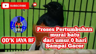 Dijamin pasti ingin mencoba...Proses Pertumbuhan Burung Murai Batu dari usia 1 hari sampai Dewasa