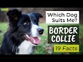 Is a Border Collie the Right Dog Breed for Me? 🐾 19 Facts About Border Collies!
