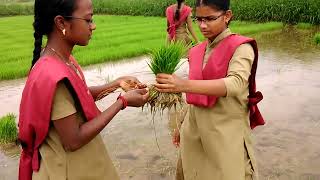 Stunnerz Rice Crop Production & Seedlings Collection &Ri, Killikulam 5