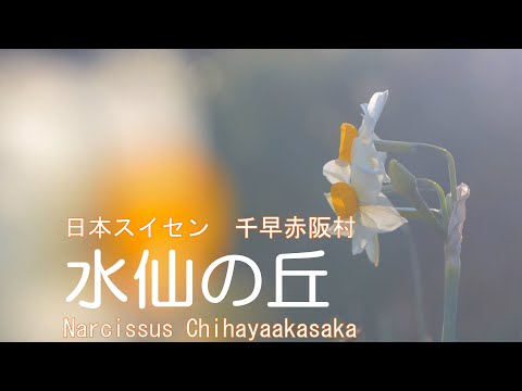 日本スイセン　千早赤阪村　水仙の丘　大阪府　2021Narcissus Chihayaakasaka Village Narcissus Hill Osaka Japan