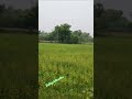 farmer#agriculture#heals the mind#relaxing nature#beautiful nature#vidhya'@vidhu❤️❤️❤️