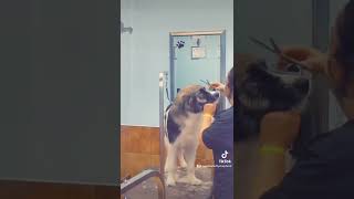My first time grooming at petsmart