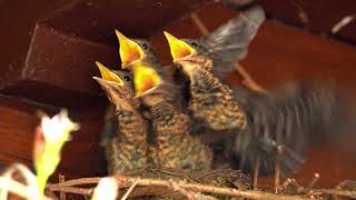 Amsel Paar brütet über der Haustür part II (Blackbird breeding above front door)