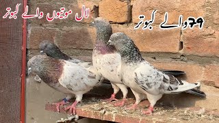 Laal Motiyon Wale Kabootr 79 Wale Kabootar By Kamran Ali Faisalabad 0333-7902551 Whatsapp
