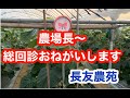 農場長～朝の総回診です。きゅうりの健康診断、成りぐせをつけるため，葉のつやをなくさない程度の少量かん水、葉かき、R3の写真診断、その他、長友農苑の栽培日記　エクセレント620　撮影2019年11月3日