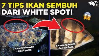 AMPUH! 7 TIPS HADAPI PENYAKIT WHITE SPOT PADA IKAN HIAS, BISA LANGSUNG SEMBUH?