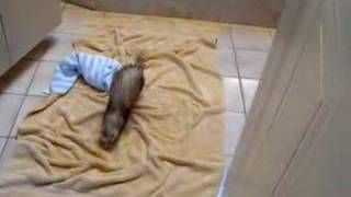 mimi (mignone) mon furet