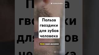 Польза гвоздики для зубов человека