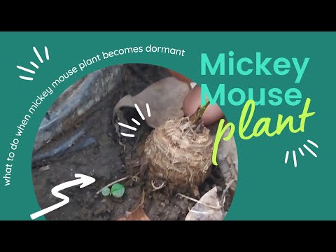 Video: Mickey Mouse Plant Care - Cómo cultivar plantas de Mickey Mouse