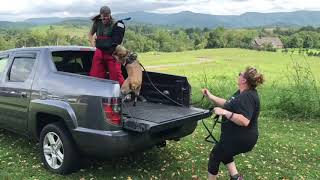 Protection/bitework training - Grace