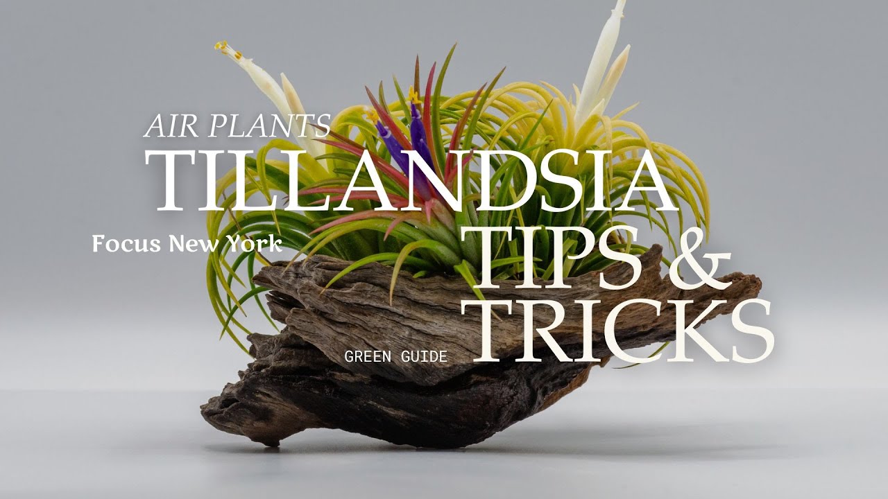 Tillandsia Tips & Tricks by Focus New York