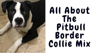 All About The Pitbull Border Collie Mix (Ultimate Guide) - Youtube