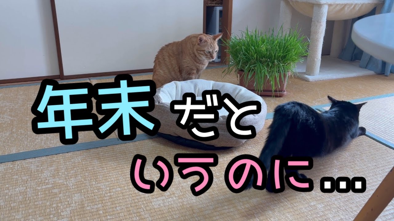 年末だというのに年末感が全然ない、いつもと変わらない我が家の生活。