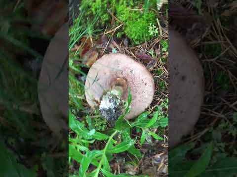 Желчный гриб, часть1#Gallbladder fungus,Part1 #sorts #лес #лесное #forest