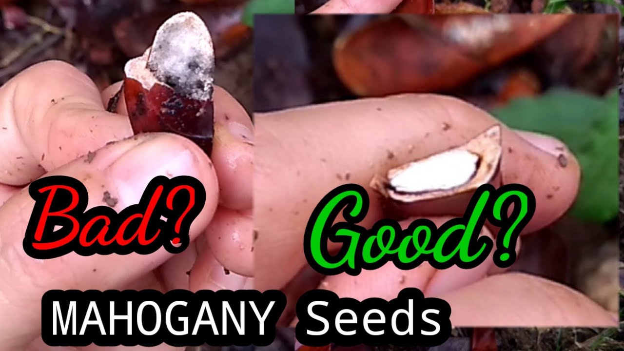 Mahogany seeds/Difference between a bad and good mahogany seeds YouTube