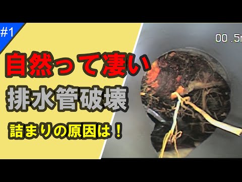 【詰まりの原因】自然の驚異！【排水管高圧洗浄】【内視鏡調査】