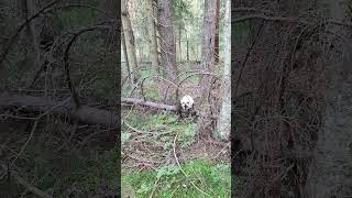 Кошка Невская Маскарадная гуляет по лесу