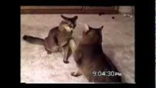 Прикольно. Кошки играют в ладушки. Детей бы научить... Прикольно. Кошки играют в ладушки. Детей бы научить...