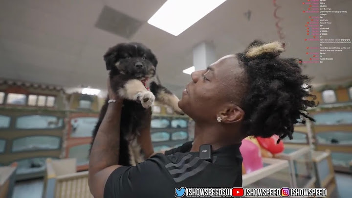 irl stream Buying A New Dog🐶