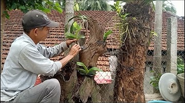 Cách Ghép Lan Đai Châu, Trên Thân Gỗ,Ai Cũng Làm Được|@anhbayxunau