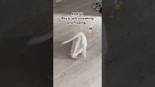 My cat won't stop yelling until I watch him flip!  #funnycat  #frontflip  #acrobatics  #viralcat