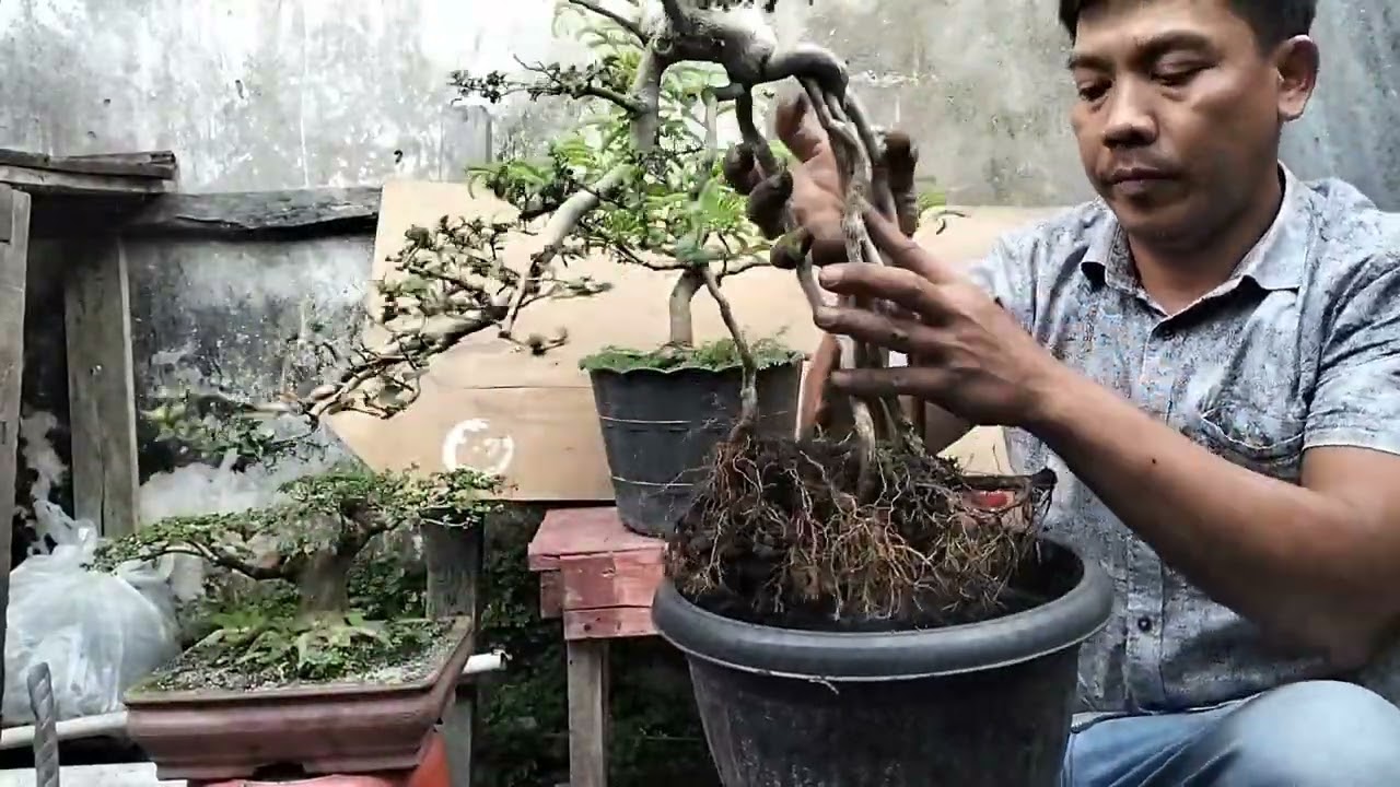 BONGKAR BONSAI SANCANG EXSPOSE ROOT AKAR PANJANG 
