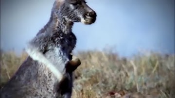Amazing Capuchin Monkey Save Mouse When Snake Swallow
