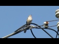 Mocking Bird Whistling ~ 02