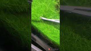 Eleocharis Parvula Mini Pruning Ivagumi